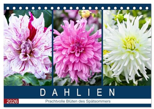 Dahlien - Prachtvolle Blüten des Spätsommers (Tischkalender 2026 DIN A5 quer), CALVENDO Monatskalender: Porträts prachtvoller Dahlien im Spätsommer (CALVENDO Natur)