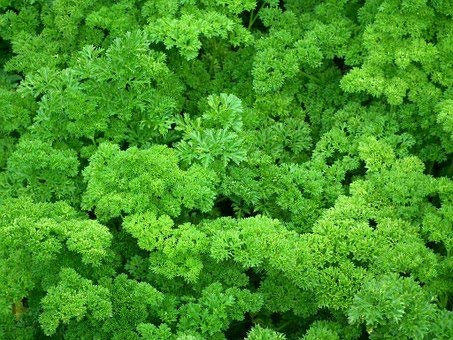 Graines Persil frisé vert foncé double - sachet d'environ 2000 graines - Petroselium/crispum/Apiaceae - Graines de style