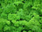 Graines Persil frisé vert foncé double - sachet d'environ 2000 graines - Petroselium/crispum/Apiaceae - Graines de style