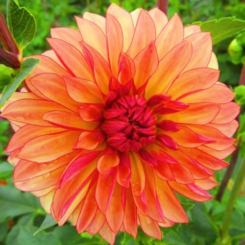 Dahlien Knollen-Winterhart MehrjäHrig,Dahlien Zwiebeln,Dahlien Knollen,Dahlien Knollen Winterhart Mix,Gartenblumen,Landschaftspflanzen,Bonsai Pflanze,Schnittblumen-10Knollen-d