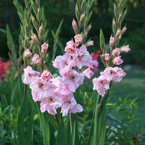 Winterhartes Pflanze,Perfekt FüR Schnittblumen,Gladiolenzwiebeln,Groß,Gartenblumen,Seltene Pflanzen,Winterharte Zwiebeln,Lebende Pflanzen-3 Zwiebeln-B