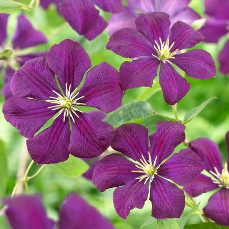 100 Stück lila Clematis-Blumensamen