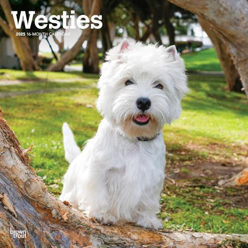 West Highland White Terriers 2025 12 X 24 Inch Monthly Square Wall Calendar Plastic-Free