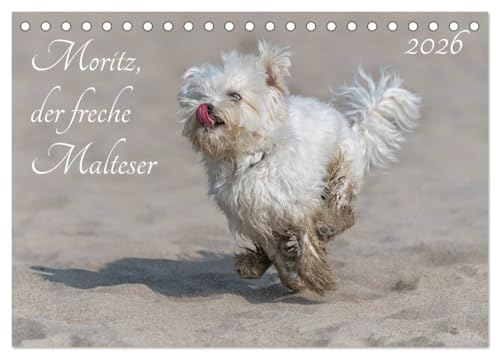 Moritz, der freche Malteser (Tischkalender 2026 DIN A5 quer), CALVENDO Monatskalender: Der Malteser Moritz (CALVENDO Tiere)