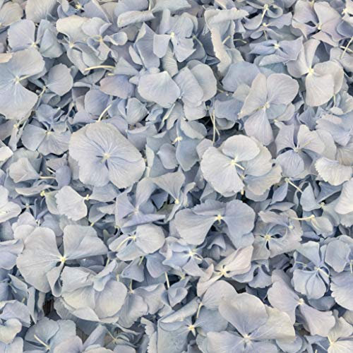 Petals and Roses Freeze Dried Hydrangea Petal Confetti | Natural & Biodegradable for Weddings, Sky Blue, 1 Litre