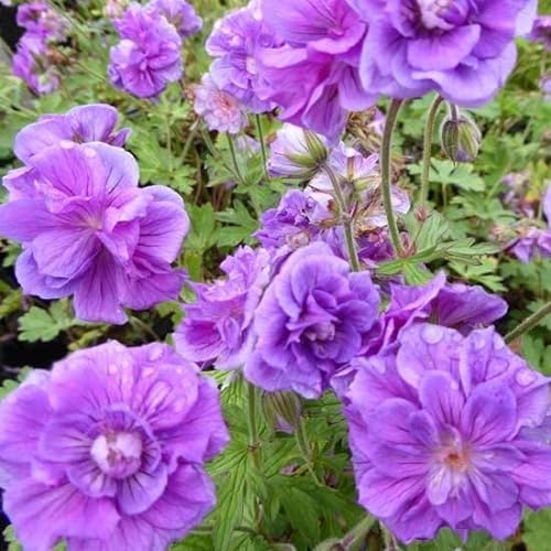 6x Storchschnabel Plenum - Geranium himalayense ‘Plenum’ - Topf 9x9cm