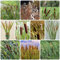 350 Pcs Zwergrohrkolben Winterhart Typha Samen - Typha Orientalis - Kräuter Samen, Geschenke Für Gartenfreunde, Zimmerbonsai Bonsai Hydrokultur Wasserpflanzen (Typha Latifolia) Schnellwachsende