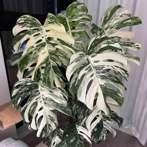 semi di monstera - vasi per piante decorazione del balcone semi di bonsai monstera deliziosa piante da balcone pianta in vaso perenni decorative in vaso per gli amanti del 40pcs