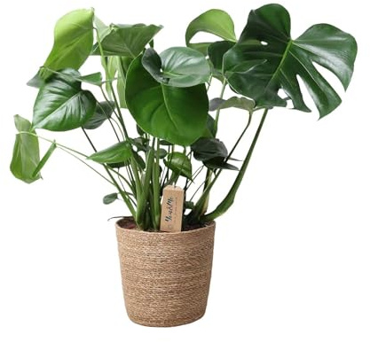 Monstera in Natural Basket – Ø 21 cm – 60 cm – Plante d'intérieur facile d'entretien avec feuillet caractéristique – Dans un panier tressé naturel – Purificateur d'air & décoratif