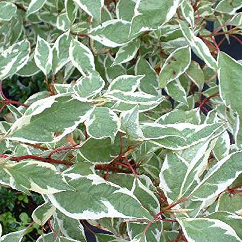 Weißbunter Hartriegel 'Ivory Halo'® - Cornus Alba Ivory Halo - 40-60 cm Topf - Weißbunte Blätter, attraktiv für Vögel