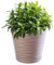 KADAX Blumentopf mit Untersetzer, Pflanzkübel für Innen, Leichter Blumenkübel, Pflanztopf aus Kunststoff, runder Übertopf für Blumen, Pflanzen, Haus, Pflanzgefäß (17cm, Beige)