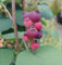 Felsenbirne `Smoky, großfrüchtige Sorte, Amelanchier alnifolia, 60-80cm im Topf