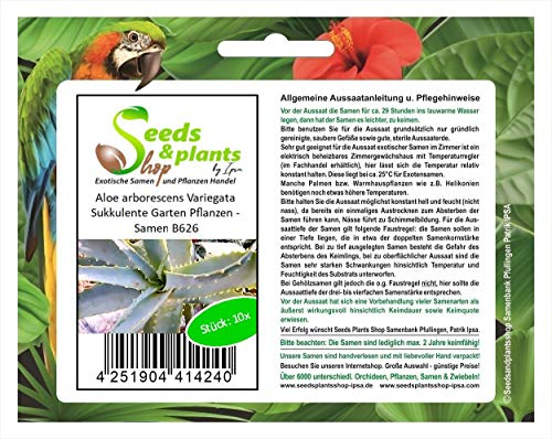 Stk - 10x Aloe arborescens Variegata Sukkulente Garten Pflanzen - Samen B626 - Seeds & Plants Shop by Ipsa