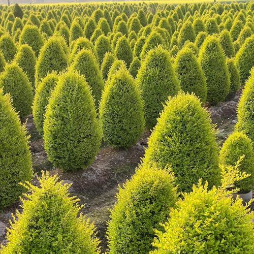 50 piezas Semillas de aligustre - Ligustrum lucidum - semillas especiales de jardineria Seto de aligustre de hoja perenne Semillas de cobertura del suelo resistentes, plantas de balcón.