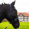 Pferdelinis Halfter für Warmblut, Vollblut, Kaltblut, Pony – Stallhalfter, Weidehalfter, 2-Fach verstellbare Dornschnallen, sicher & reißfest (Blau, Warmblut (Full))