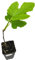 Higuera Árbol Frutal Que Produce Deliciosos Higos Negros