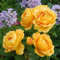 Englische Rose Golden Celebration ® (Container)