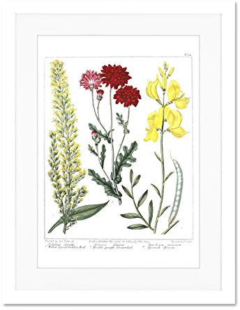 Flower Golden Rod Groundsel Spanish Broom Large Framed Art Print Wall Poster 18x24 inch