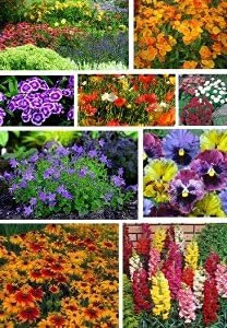 BLÜTENTEPPICH, Stauden-Samen,mehrjährige Pflanze Samen Sammlung- 10 pakete