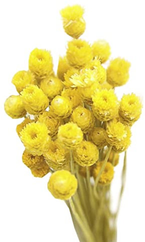 Bouquet Di Margherite Secche Fiori Secchi Naturali Decorazione In Vaso Tavolo Floreale 50 Steli Fiori Secchi Naturali Gialli Bouquet Di Fiori Secchi Fiori Finti Per Decorazione In Vaso Bouquet Di Marg