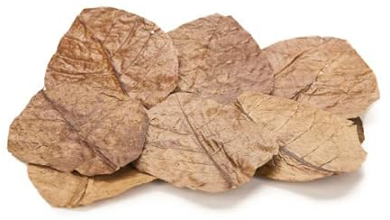 Garnelio Seemandelbaumblätter/Catappa Blätter - für Aquarium - reich an Huminstoffen und Gerbstoffen - unterstützend bei akuten Erkrankungen - Large 12-15 cm lang