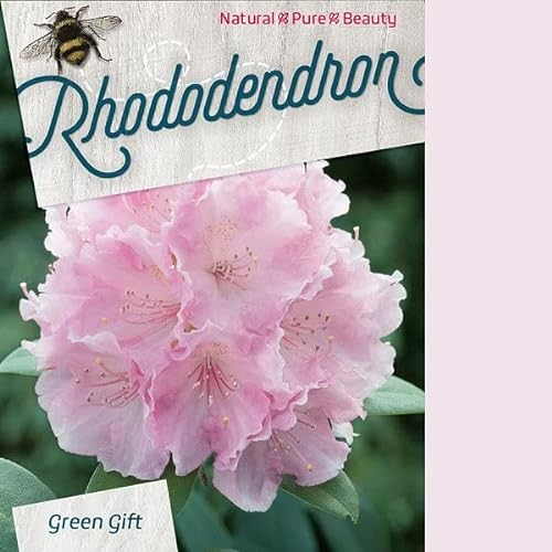Rhododendron 'Silberwolke - Rhododendron 'Silberwolke' - 25-30 cm Topf
