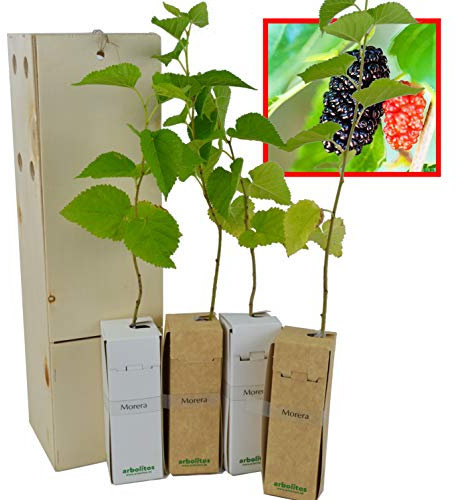 MORERA - Arbolito de Pequeño Tamaño presentado en Caja de Madera - Alveolo forestal Ideal para Regalar - Pack 4 uds