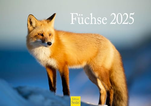 Edition Seidel Premium Kalender Füchse 2025 Format DIN A3 Wandkalender Tierkalender Fuchs Tiere Wildtiere Waldtiere Raubtiere Natur