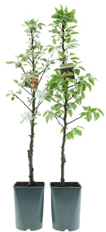 Säulenobst Baum 70–80 cm – Säulenapfel & Säulenbirne im 4L Topf, winterhart, Obstbaum für Balkon, Terrasse & Garten, ideal für kleine Räume (2, Säulenapfel ‘Red Sensation’ + Säulenbirne ‘Condo’)