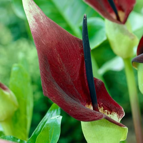 Dracunculus vulgaris, 1 Zwiebel in Großformat 30/32, Exklusive Blumenzwiebeln, Pflanzen und Blumen aus Holland, winterhart und mehrjährig für Garten, Töpfe, aus Amsterdam (große Knollen, kein Samen,)