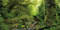 MIRRORANG 120x61cm Tropical Forest Terrarium Background Stream Green Huge Tree Reptile Habitat Background Foggy Rainforest Aquarium Background Vinyl