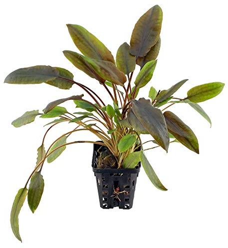 Cryptocoryne indonesii - 1 Bund- Aquarium-Pflanze