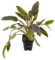 Cryptocoryne indonesii - 1 Bund- Aquarium-Pflanze