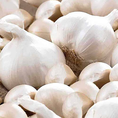 2X Garlic White Casablanca Bulbs - Reliable Harvest - for Your Kitchen Garden