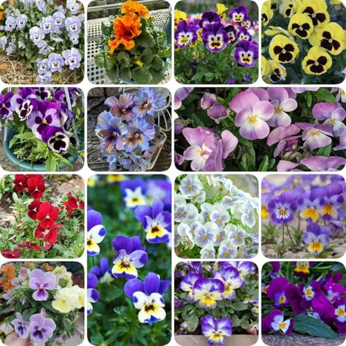 150 piezas Semillas de pensamiento silvestre, Maceta bonsái regalos prácticos semillas de flores silvestres semillas de flores, viola tricolor, plantas regalos prácticos plantas de