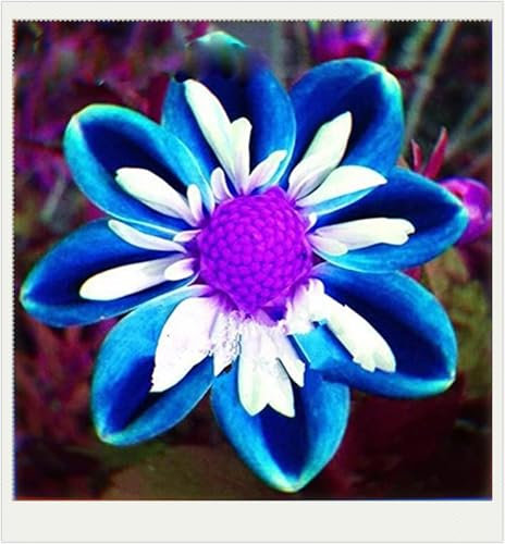 Dahlia Bulbs Dahlia Tubers Wedding Flowers/Hardy Perennial/Garden Flowers-5bulbs-d