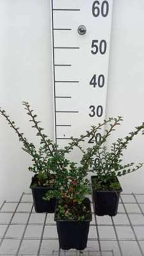 12 x Cotoneaster horizontalis - Fächer-Cotoneaster - Topf 9 cm x 9 cm