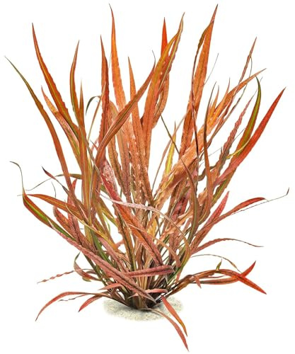 Aquasabi - Cryptocoryne spiralis 'Red' - Roter Spiraliger Wasserkelch - Topf 5 cm - Hintergrund Wasserpflanze für Aquarium - Topf Aquarienpflanze - Aquascaping