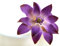 Feinzucker Blüte Tranquil Water Purple