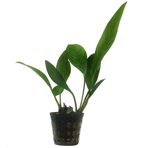 Anubias congensis Tropical Aquarium Fish Tank Aquatic Plants