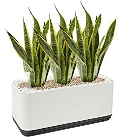 AIRY System L inkl. 3 Bogenhanfe & Airy Base Substrat • Natürlicher Luftreiniger eliminiert Schadstoffe, Allergene & Gerüche • Für Räume mit ca. 30qm, Made in Germany, 3305-613 weiss-anthrazit