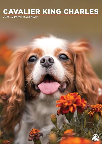 Cavalier King Charles Kalender 2026 - Ein Jahr mit dem eleganten Begleithund