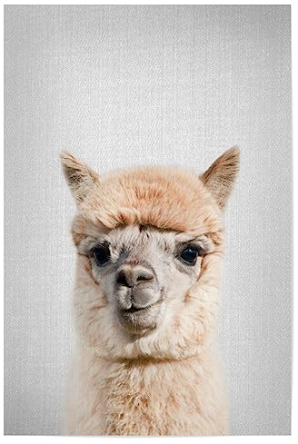 artboxONE Poster 30x20 cm Lama & Alpaka Für Kinder Alpaca - Colorful - Bild Animal African Alpaca