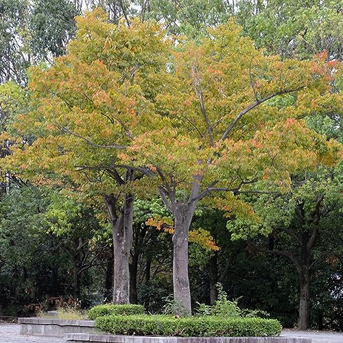 300 pezzi di semi di faggio rosso - piante per luoghi soleggiati piante da interno esotiche piante da balcone piante da contenitore estremamente resistenti piante sempreverdi resisten