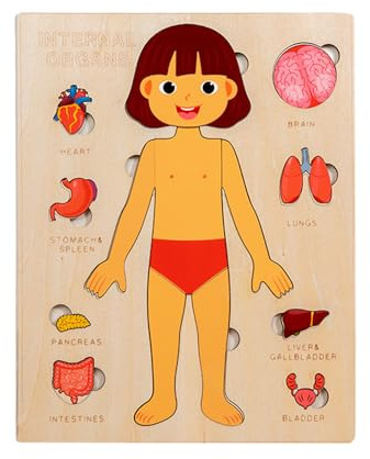 Educational Wooden Human Puzzle - 11 Inches Learning Toy for Kids and Students, Scientific Teaching Set for Classroom Home Study Travel, Wood Multicolor, Boys Girls.