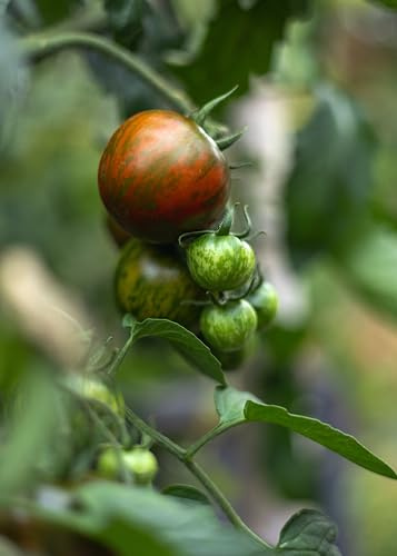 Black Zebra Tomatensamen – Zier- & Sammlersorte mit violett-schwarzen Streifen – 10 Samen – Mittelgroße, dekorative Tomatenpflanzen für Garten & Topf