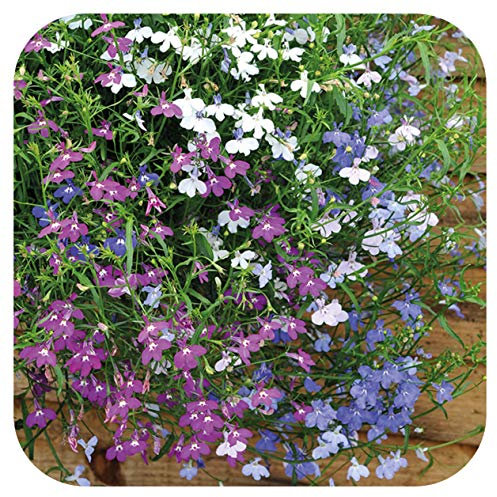 Lobelia Fountain Mixed Mini Plug Plants x 24 for Potting On