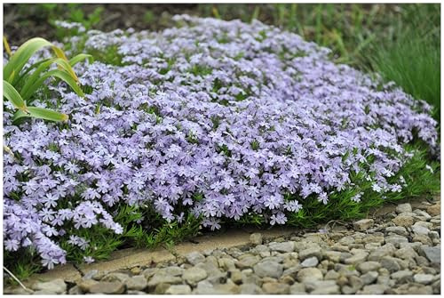 Stauden Gänge 3 x Phlox subulata 'Emerald Cushion Blue' Blauer Polster | Blauer Bodendecker für Sonne, Blüte April bis Mai, mehrjährig, 9x9 cm Topf