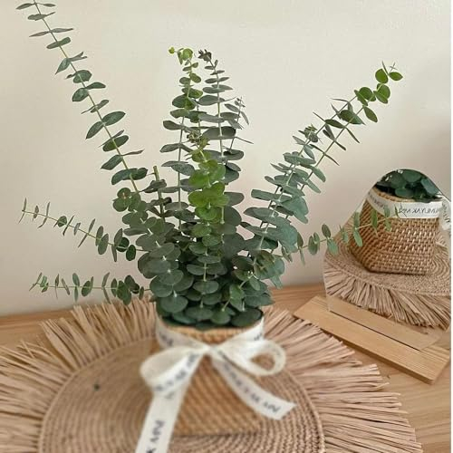 100 pcs eukalyptus samen garten pflanzen deko garten stauden winterhart mehrjährig winterharte stauden samen anzucht zimmerpflanzen samen winterharter eukalyptus bio saatgut saatgut