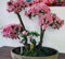 15 Semi giapponese di fioritura Fiore di ciliegio bonsai, esotico rare semi Sakura bonsai